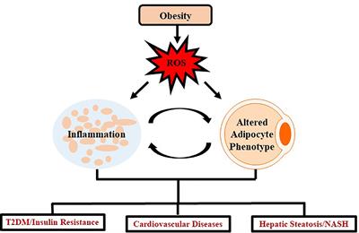 Therapeutic Efficacy of Antioxidants in Ameliorating Obesity Phenotype and Associated Comorbidities